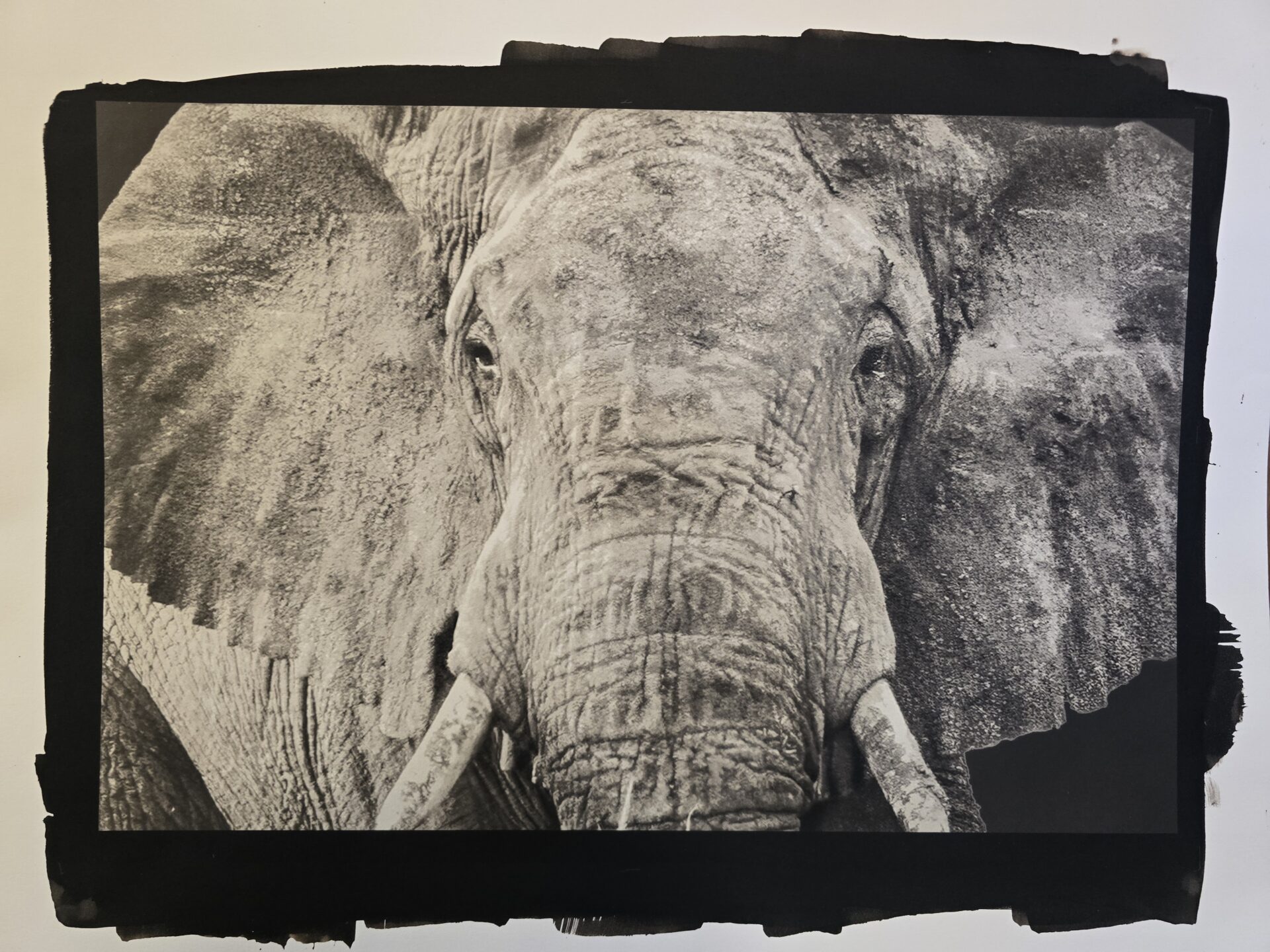 11″x14″ and 16″x20″ Platinum/Palladium Ultra-Large Format, April 9-11, 2026 - Image 7