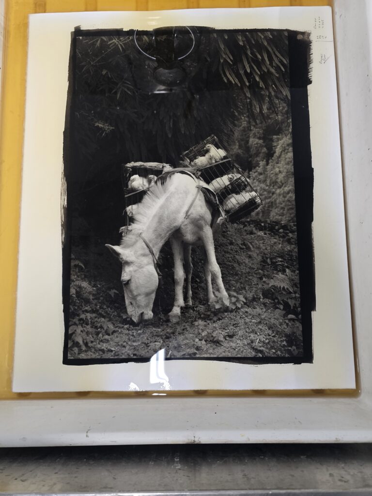 11″x14″ and 16″x20″ Platinum/Palladium Ultra-Large Format, March 5 - 7 ...